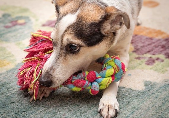 Online Dog Toys Wholesale in India