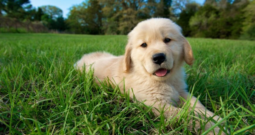 Golden Retrievers' genetics will help all dogs live much longer lives •