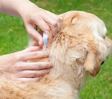 At home pet grooming services near your home