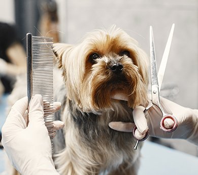 At Home Pet Grooming Service Near you