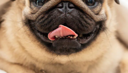 cropped-pug-dog-breed.png