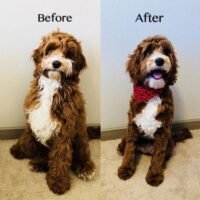 patmypets-client-pet-grooming