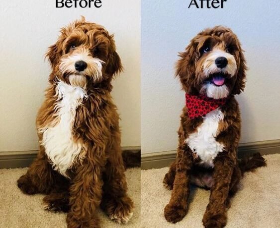 patmypets-client-pet-grooming