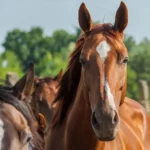 Shop for horse products online