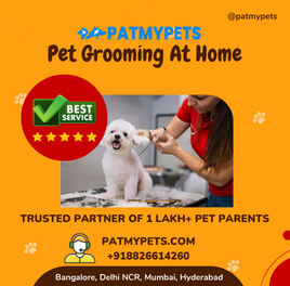 Pet Grooming at Home Service