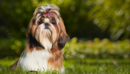 Shih Tzu Care Tips & Guide to Keep